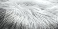 Luxurious white fur texture closeup showing soft, fluffy animal hair strands in natural light creating abstract pattern background for design and textile projects.