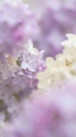 Delicate lilac flowers in soft focus with dreamy bokeh background creating romantic spring atmosphere for wedding invitations and feminine designs.