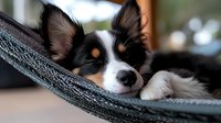 Sleepy Papillon dog with black, white and brown fur resting on gray blanket, close-up portrait with shallow depth of field showing peaceful expression.