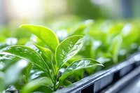 Fresh green seedlings growing in plastic nursery tray with water droplets on leaves, macro view showing plant cultivation in greenhouse environment.
