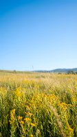 Golden wildflower meadow with yellow blooms stretching toward distant mountains under clear blue sky for nature and outdoor lifestyle designs.