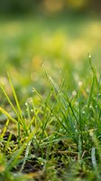 Fresh green grass blades with morning dew drops in soft sunlight creating natural bokeh background for spring and summer nature concepts.