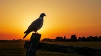 Silhouetted bird perched on wooden post at golden sunset, rural landscape with warm orange sky and distant trees, suitable for nature and wildlife backgrounds.