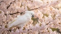 White cockatoo perched among delicate pink cherry blossom branches in full bloom, creating serene springtime nature scene for wildlife and seasonal content.