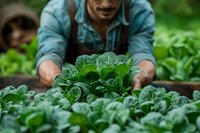 Hispanic male farmer harvesting fresh organic spinach leaves in sustainable greenhouse garden. Close up view of hands holding green produce for farm to table concept.