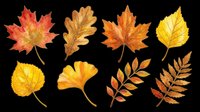 Autumn leaves collection in red, orange, yellow and brown tones isolated on transparent background. Ready for t-shirt designs, clipart, stickers, sublimation and print-on-demand projects.