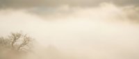 Dramatic sandstorm engulfs desert landscape with lone tree silhouette against swirling dust clouds and moody overcast sky creating atmospheric scene.