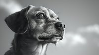 Dramatic black and white portrait of mixed breed dog looking up with alert expression and visible whiskers against blurred background, highlighting emotional connection.