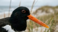 Black and white oystercatcher bird with bright orange beak in coastal dune grass habitat. Wildlife photography showcasing shorebird species in natural environment.