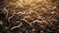 Earthworms crawling through rich soil, essential for garden aeration and composting. Use for agriculture, gardening, environmental education, and sustainability content.