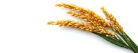Fresh golden rice plant stalks with ripe grains isolated on white background. Agricultural cereal crop ready for harvest showing natural wheat-like texture and detail.