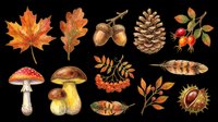 Autumn nature clipart set with leaves, mushrooms, acorns, pine cone, berries, feathers, and chestnut, isolated on transparent background, ready for seasonal designs and print on demand.