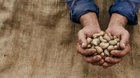 Male farmer with weathered hands holding freshly harvested peanuts over burlap fabric. Suitable for agriculture, farming, harvest, and food production content.