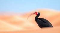 Majestic black ibis with distinctive red beak against soft pastel background, showcasing wildlife in natural habitat during golden hour.