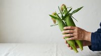 Farmer holding fresh corn cobs with green husks against white background. Suitable for agricultural, food, and harvest-related design projects.