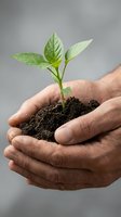 Cupped hands protecting young green plant seedling growing from rich dark soil symbolizing environmental care, sustainability and new life growth.