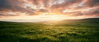 Vast rolling grassland with golden sunset sky, dramatic clouds, and lush green meadow stretching to distant hills, suitable for nature, landscape, and environmental design projects.