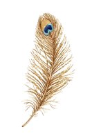 Single peacock feather with golden-brown plumage and distinctive blue eye spot, isolated on white background. Suitable for design projects, clipart, and decorative applications.