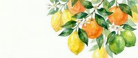 Watercolor citrus branch with fresh lemons, oranges and limes on white background. Botanical illustration for kitchen decor, recipe cards and food packaging.