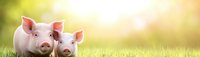 Two adorable pink piglets sitting together in green spring grass meadow with warm sunlit bokeh background, farm animals enjoying nature outdoors.