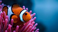 Clownfish swimming among vibrant pink anemone tentacles in tropical coral reef environment, marine life and underwater nature photography.