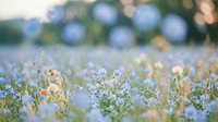Delicate blue wildflowers blooming in soft morning light with dreamy bokeh background creating peaceful natural meadow scene for spring garden designs.