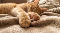 Ginger cat relaxing on cozy blankets with paws stretched out, showing pink paw pads. Warm, comfortable home setting perfect for pet care, wellness, and lifestyle content.