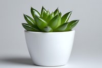 Green succulent plant in minimalist white ceramic pot against light gray background, modern home decor and interior design element.