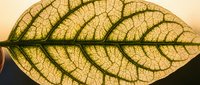 Translucent leaf with detailed veins backlit by warm golden light, showcasing intricate natural patterns and organic structure for botanical and nature design projects.