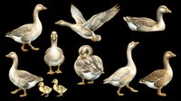 Geese and goslings clipart set isolated on transparent background, ready for T-shirts, stickers, print on demand, sublimation, and crafts.