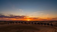 Caravan of camels trekking across desert sand dunes at golden sunset, silhouetted against dramatic orange and purple sky, suitable for travel and adventure themes.