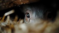 Close-up macro shot of a small animal's eye peeking through hay or straw, showing intricate details of fur and the dark reflective eye in natural lighting conditions.