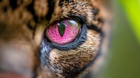Extreme close up macro photography of bright pink feline eye with detailed iris pattern, black pupil and brown fur surrounding, showing mysterious wild nature.