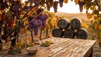 Rustic wooden table with wine barrels and grape clusters in autumn vineyard at golden hour sunset creating warm atmospheric winery scene for harvest celebration.