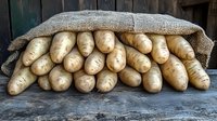 Fresh raw potatoes spilling from burlap sack on rustic wooden surface, natural organic produce with earthy tones and textural detail for farm-to-table concept.