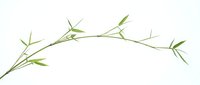 Delicate green bamboo branch with fresh leaves arching gracefully on white background, isolated for design projects and natural decor applications.