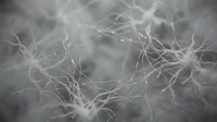 Monochrome close-up of neural network neurons with branching dendrites, depicting brain cell connectivity and neuroscience concepts.