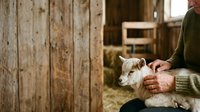 Farmer holding young goat in rustic barn setting with wooden walls and straw bedding, suitable for agriculture and livestock content.