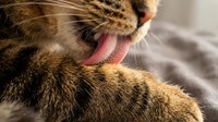Tabby cat licking its own fur during grooming session, showing pink tongue and striped coat pattern for pet care and animal behavior content.