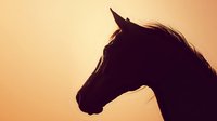 Horse silhouette profile against warm sunset sky with flowing mane creating dramatic equestrian scene for western themed designs and nature concepts.