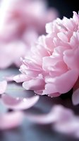 Delicate pink peony petals in soft focus macro photography with morning dew drops, creating dreamy romantic atmosphere against blurred background.