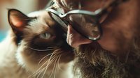 Close-up portrait of Siamese cat with striking blue eyes and dark points receiving affectionate nose touch from person, creating tender bonding moment between pet and owner.