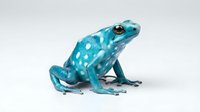Bright turquoise poison dart frog with white spots isolated on white background, suitable for educational materials, wildlife design projects, and nature-themed graphics.