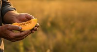 Farmer holding harvested corn cob in hands against golden field background, agricultural harvest and farming concept for agribusiness and crop production use.