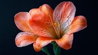 Vibrant coral-colored Alstroemeria flower in full bloom against dark background showcases delicate petals with intricate spotted patterns and prominent stamens.