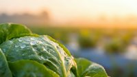 Fresh green lettuce leaves with morning dew drops in soft golden sunrise light. Organic vegetable farming and healthy eating concept for agriculture marketing.