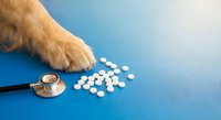 Dog paw near white pills and stethoscope on blue background. Veterinary medicine concept for pet health care and treatment.