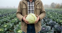 Farmer holding fresh cabbage in agricultural field during harvest season. Organic vegetable farming and sustainable agriculture concept.