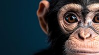 Young chimpanzee portrait with expressive brown eyes and detailed facial features on dark blue background for wildlife and primate educational content.