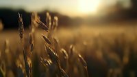 Golden wheat stalks silhouetted against warm sunset light in rural field, creating atmospheric nature backdrop with shallow depth of field and bokeh effect.